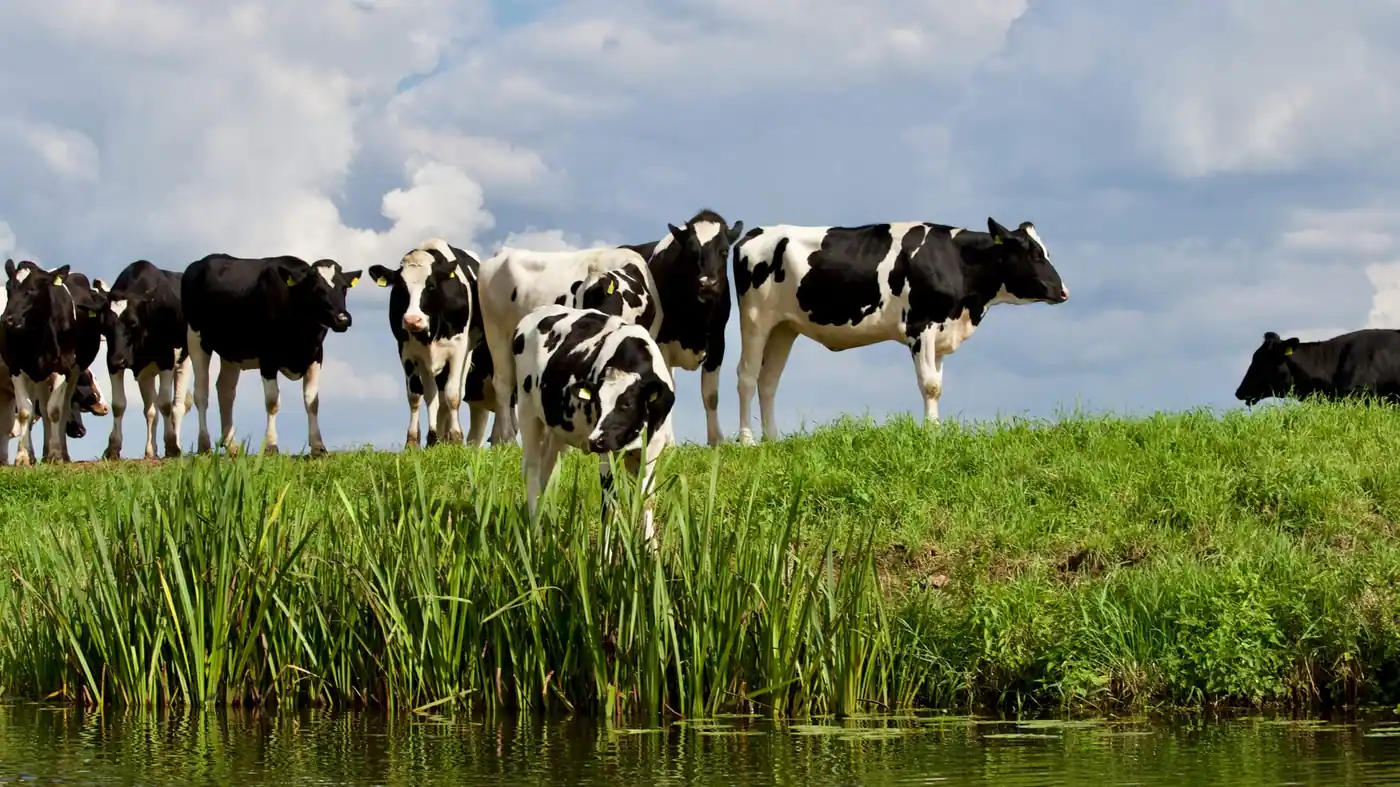 Build Dairy Farm